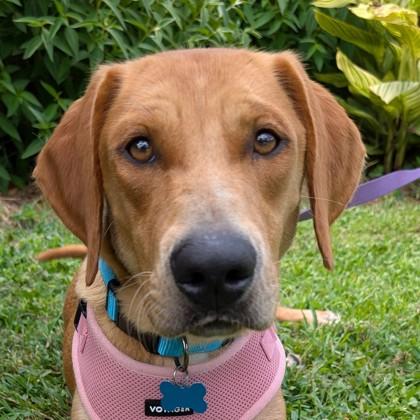 Enlarge Thelma Jean, a Adoptable mixed breed in Savannah, GA image 2/3