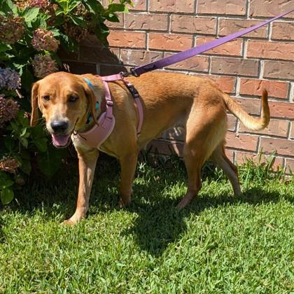 Enlarge Thelma Jean, a Adoptable mixed breed in Savannah, GA image 3/3