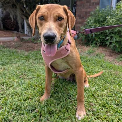 Enlarge Thelma Jean, a Adoptable mixed breed in Savannah, GA image 4/4