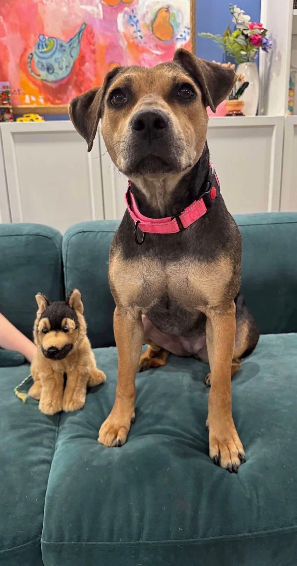 Piper, a ADOPTABLE mixed breed in Potomac, MD image 4/5