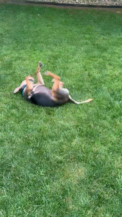 Enlarge Piper, a ADOPTABLE mixed breed in Potomac, MD video 5/5