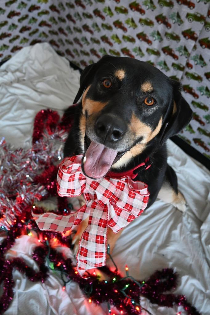 Enlarge LuLu, a Adoptable mixed breed in Ashland, WI image 2/4