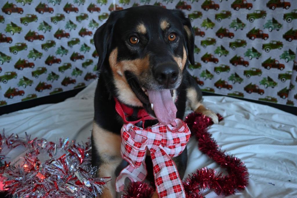 Enlarge LuLu, a Adoptable mixed breed in Ashland, WI image 3/4