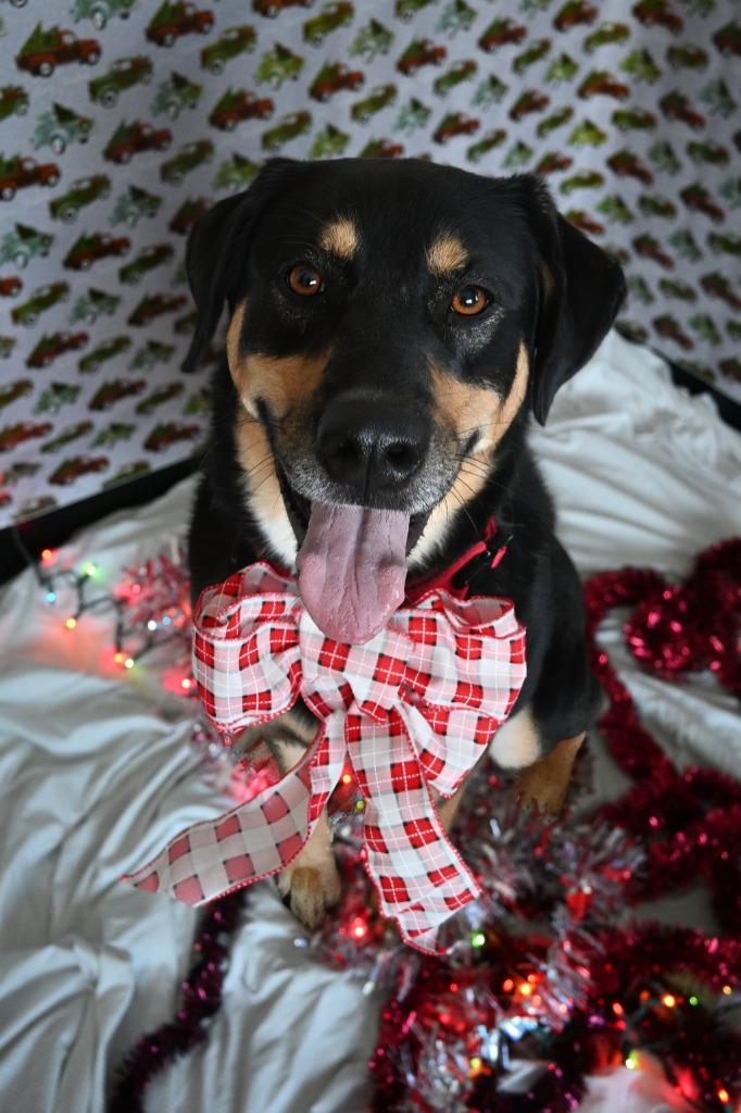 Enlarge LuLu, a Adoptable mixed breed in Ashland, WI image 4/4