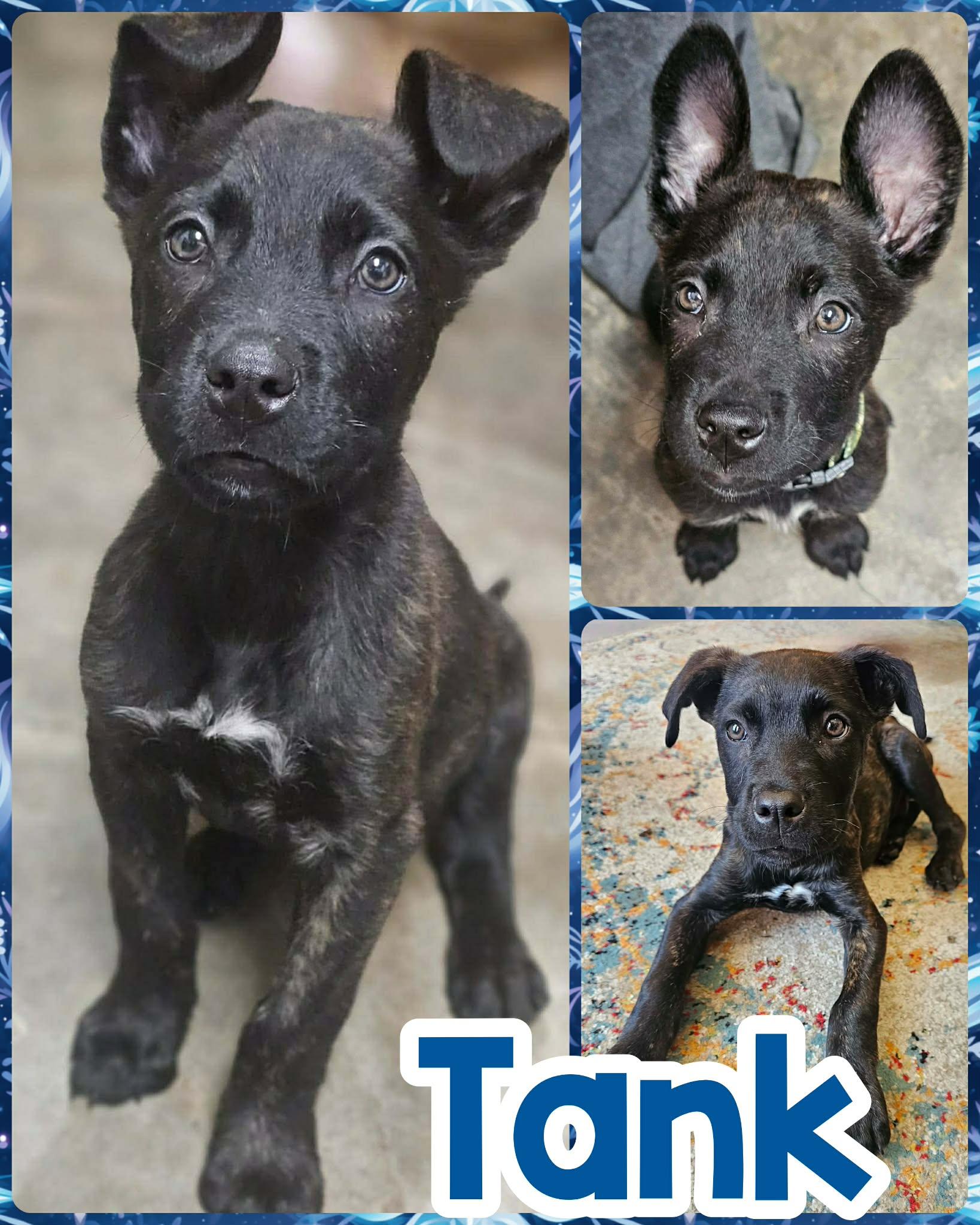 Tank, adopted, Puppy Male Cane Corso & Belgian Shepherd / Malinois.