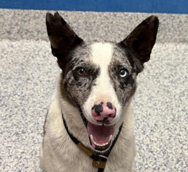 Toby, a Adoptable mixed breed in Golden, CO image 2/2