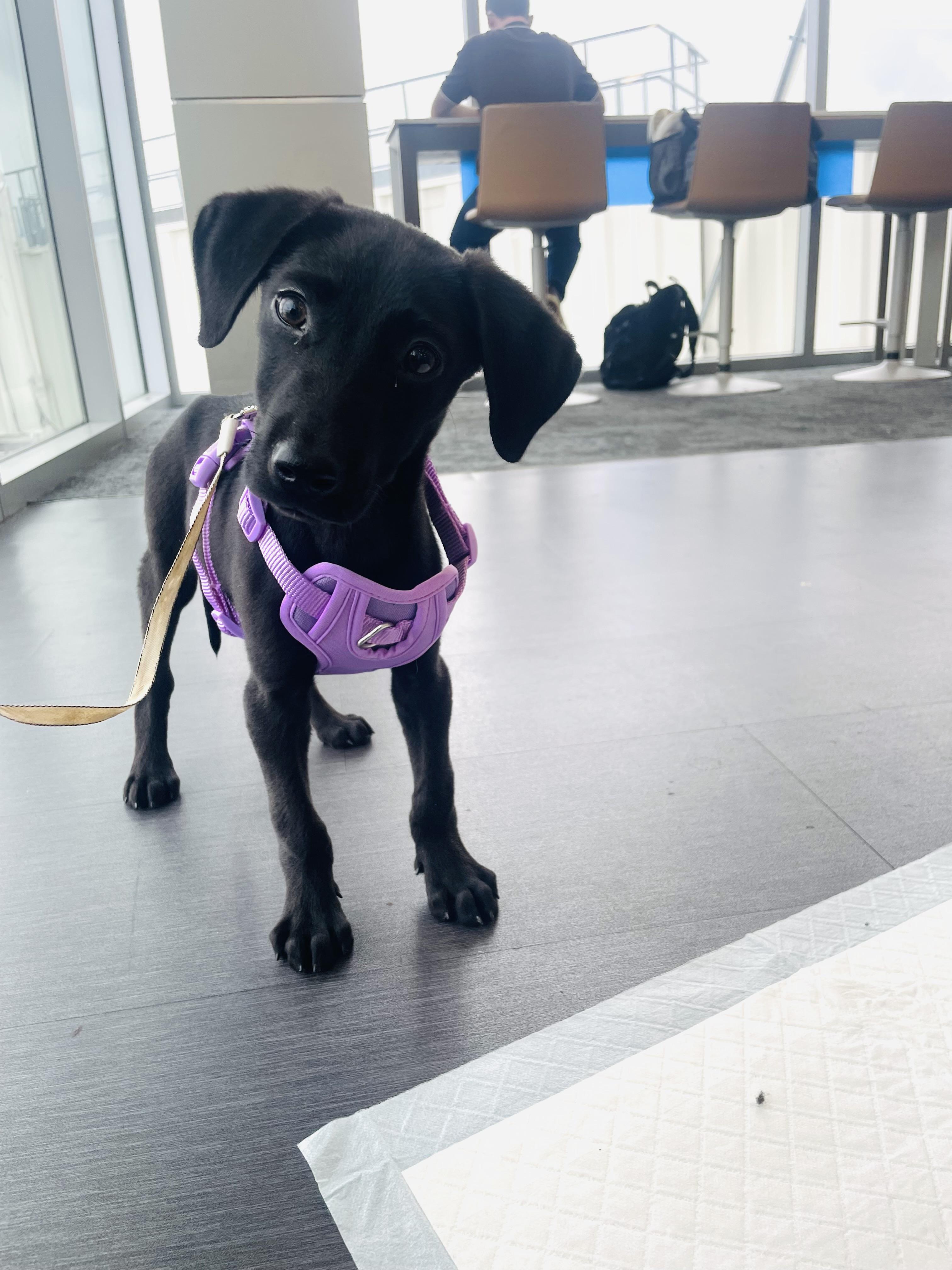 Darcy, Adoptable, Puppy Female Black Labrador Retriever.