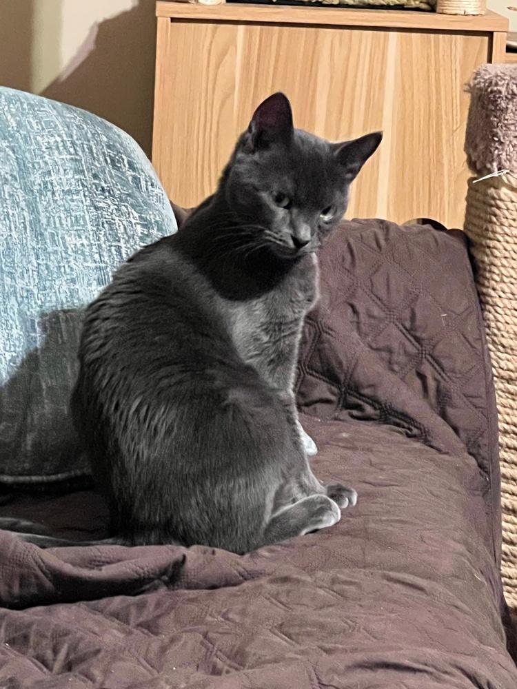 Tarzan, Adoptable, Young Male Domestic Short Hair & Russian Blue.