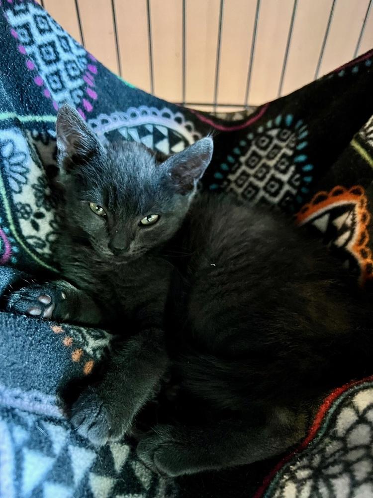 Tarzan, a Adoptable mixed breed in Lafayette, CO image 3/5