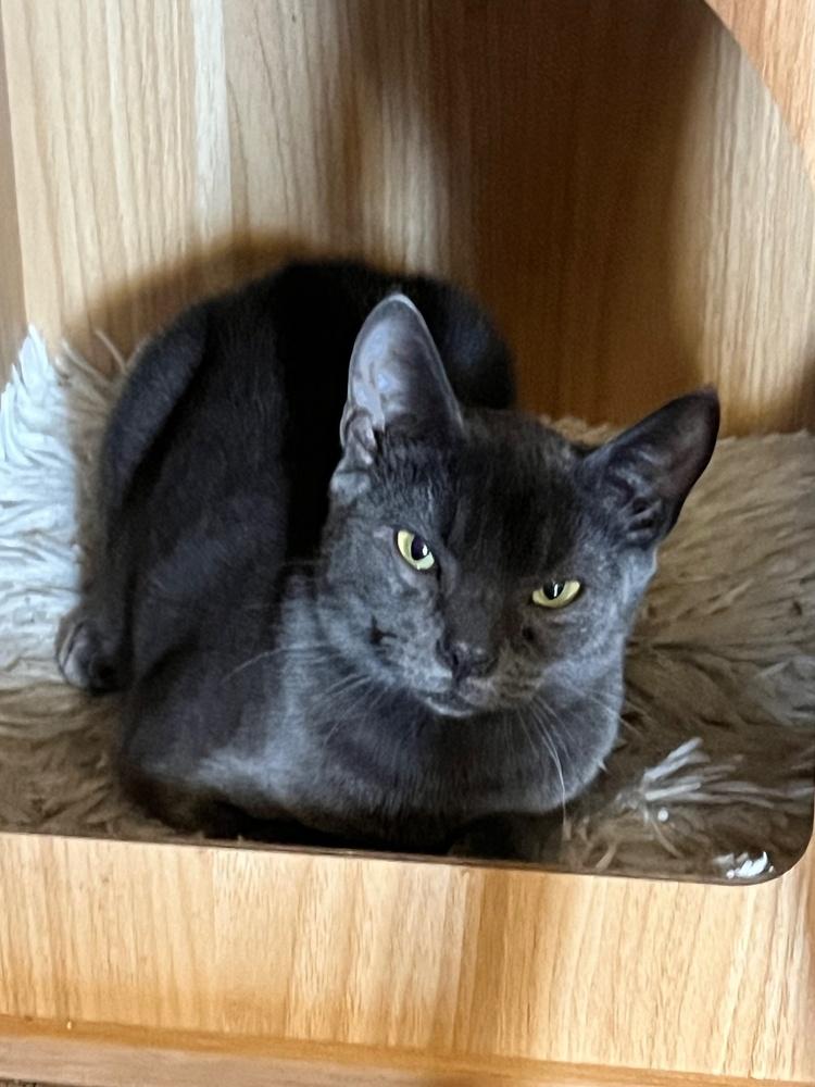 Tarzan, a Adoptable mixed breed in Lafayette, CO image 4/5