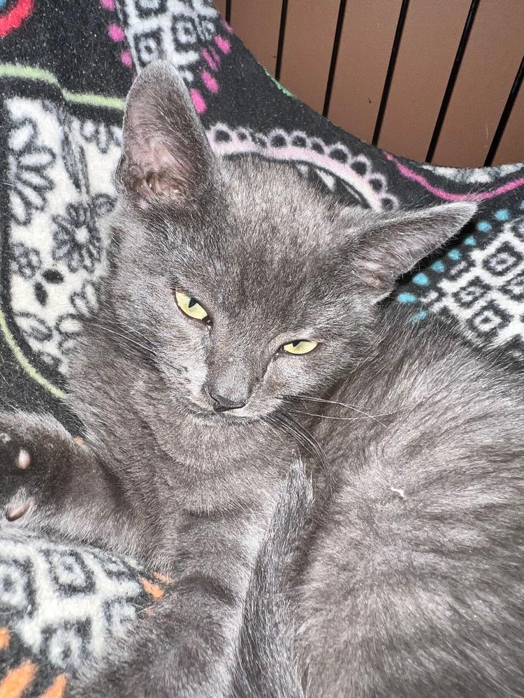 Tarzan, a Adoptable mixed breed in Lafayette, CO image 5/5