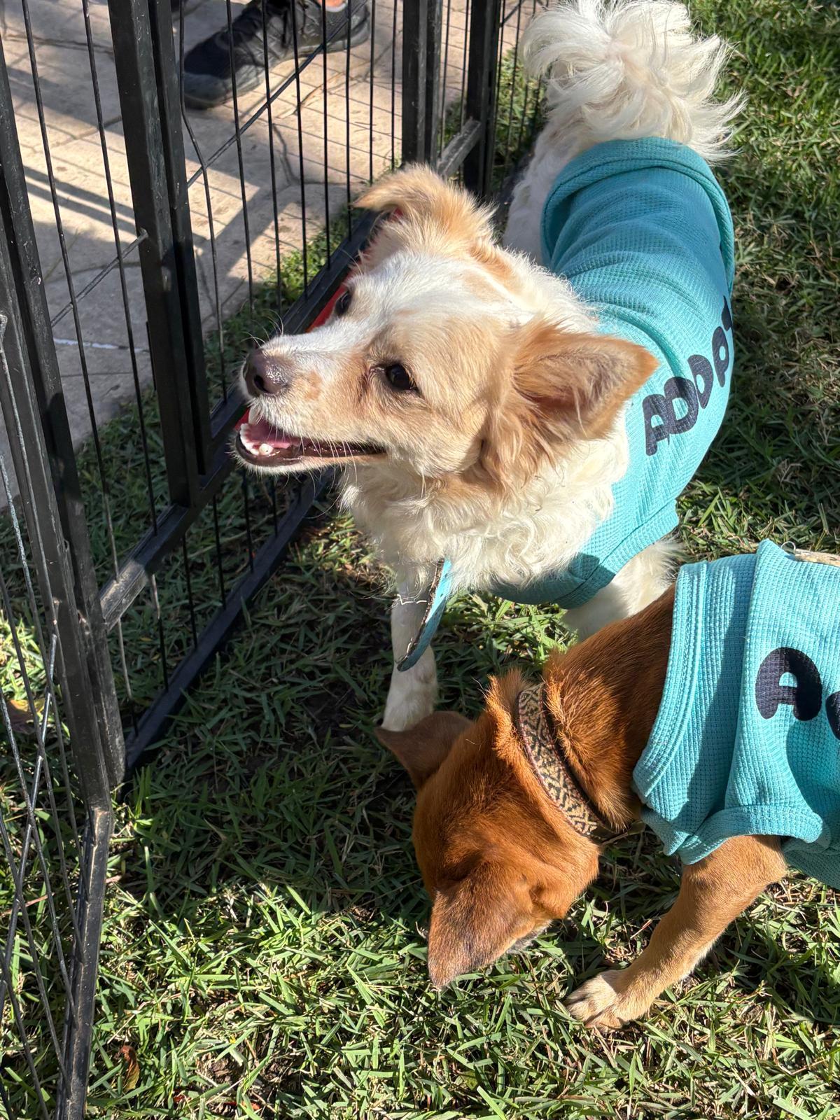 Manchas — thumbnail 2