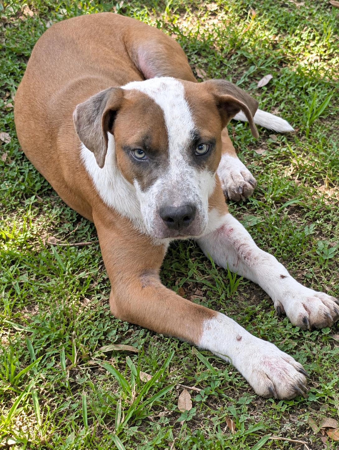 Enlarge Oliver, a Adoptable Mixed Breed in Jacksonville, FL image 1/1