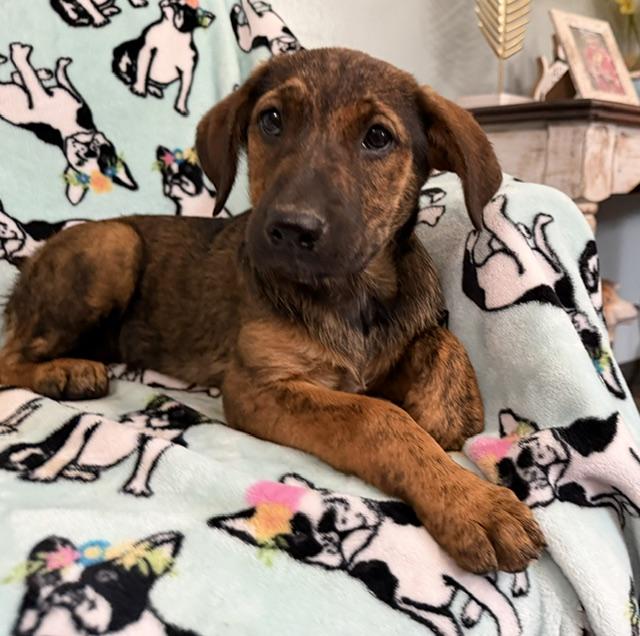 Mango Tropical, a Adoptable mixed breed in Woburn, MA image 3/5