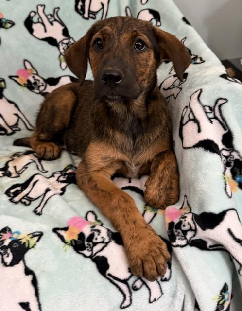 Mango Tropical, a Adoptable mixed breed in Woburn, MA image 4/5