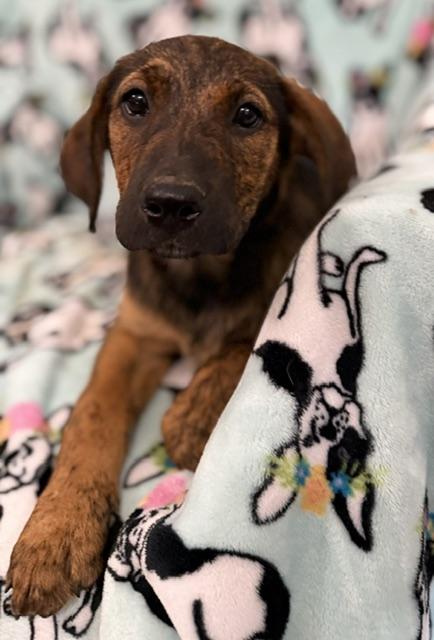 Mango Tropical, a Adoptable mixed breed in Woburn, MA image 5/5