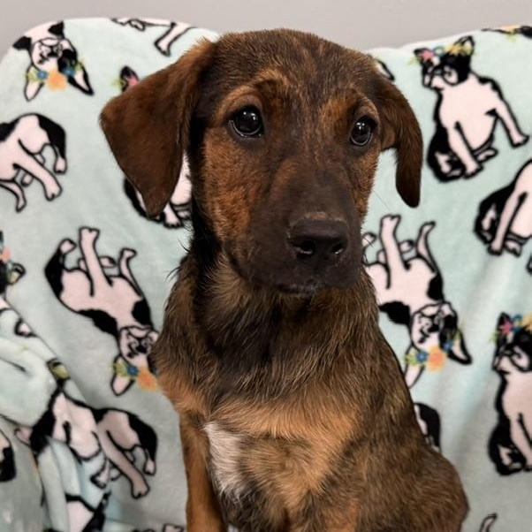 Mango Tropical, a Adoptable mixed breed in Woburn, MA image 1/5