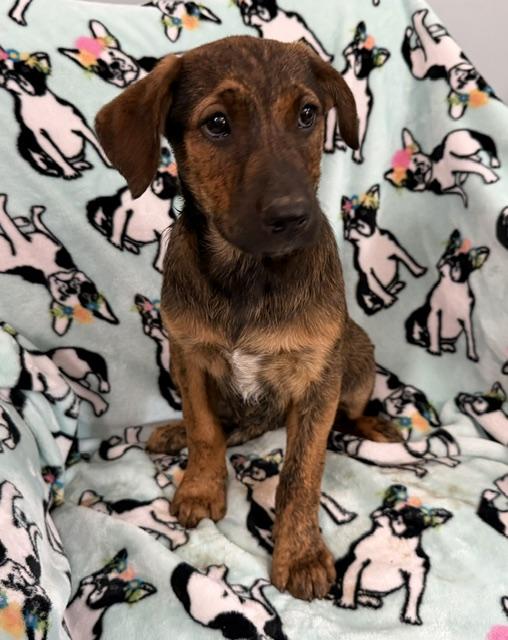 Mango Tropical, a Adoptable mixed breed in Woburn, MA image 2/5