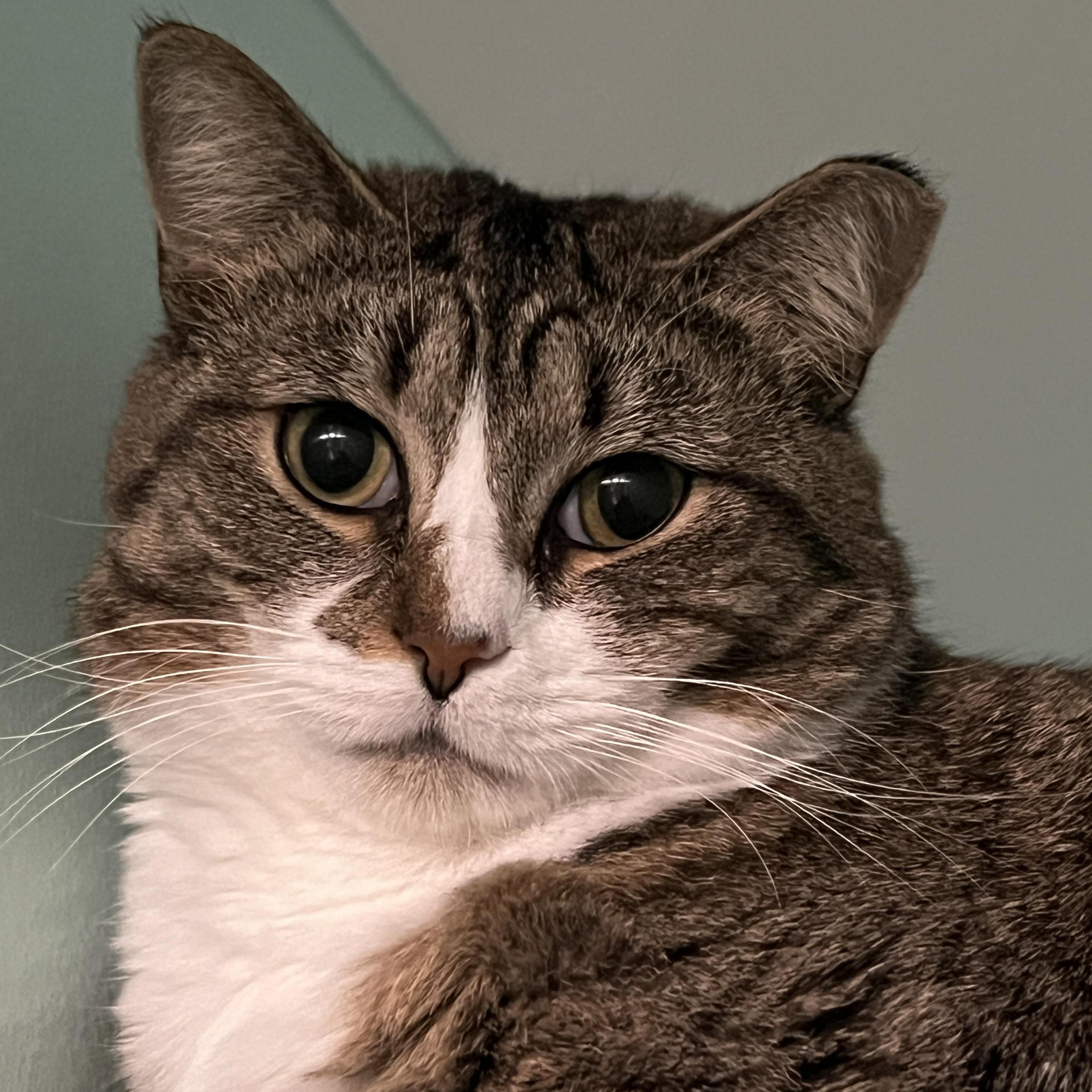 Missy, a ADOPTABLE Domestic Short Hair in Syracuse, NY image 1/4