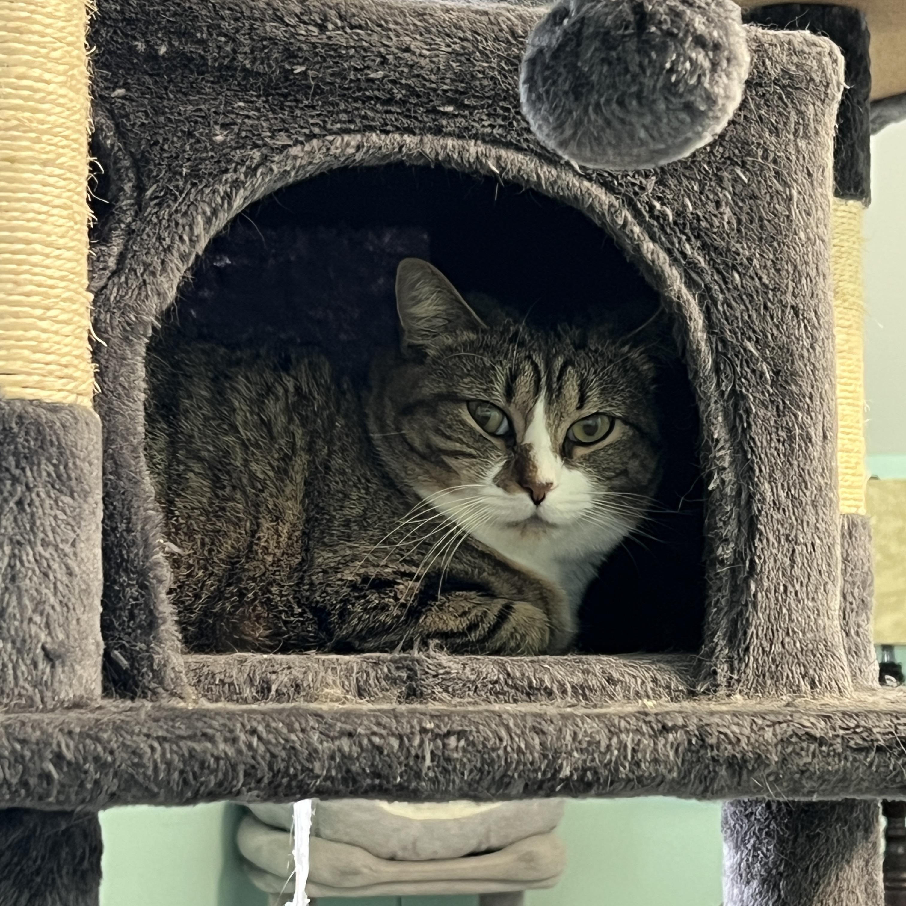 Missy, a ADOPTABLE Domestic Short Hair in Syracuse, NY image 3/4