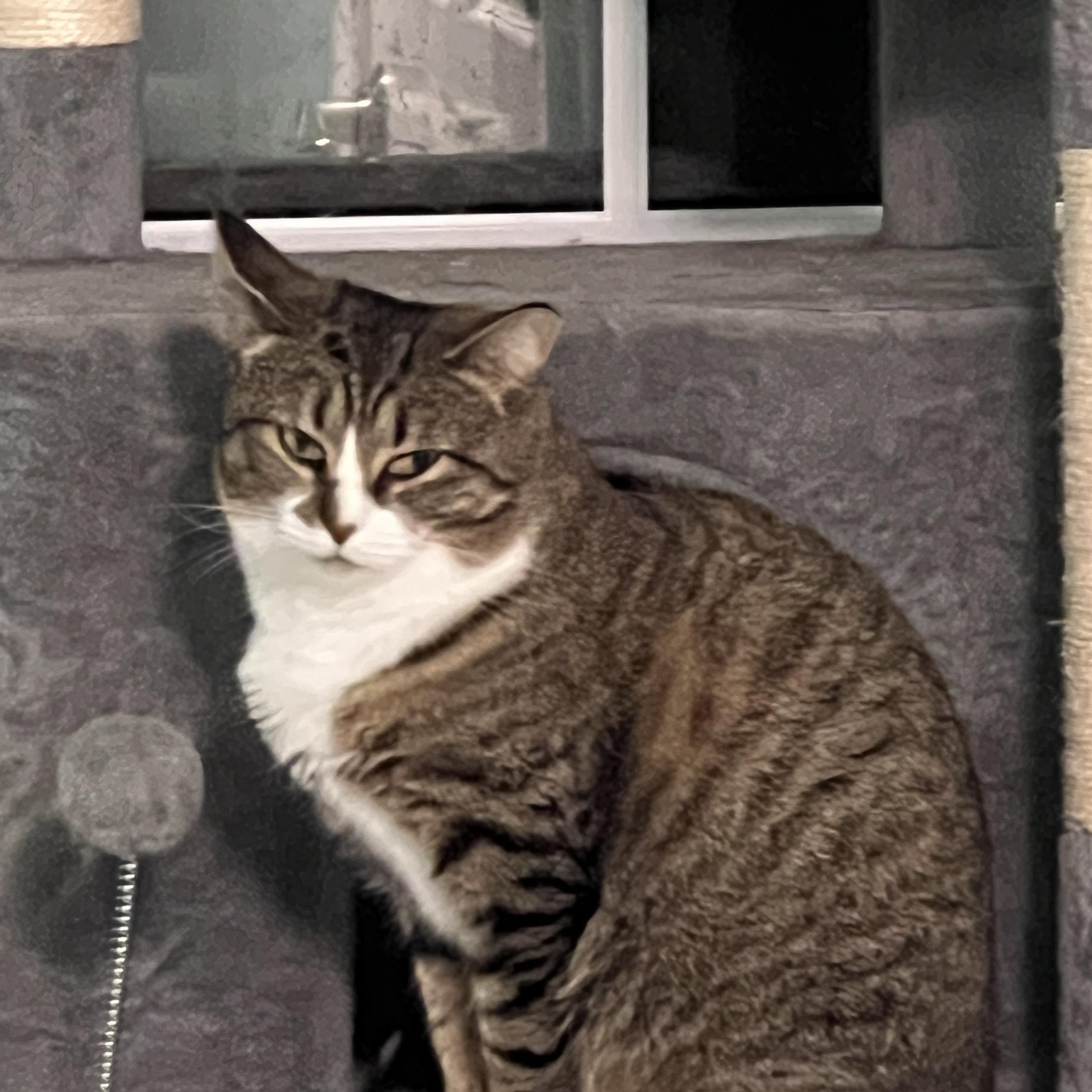 Missy, a ADOPTABLE Domestic Short Hair in Syracuse, NY image 2/4