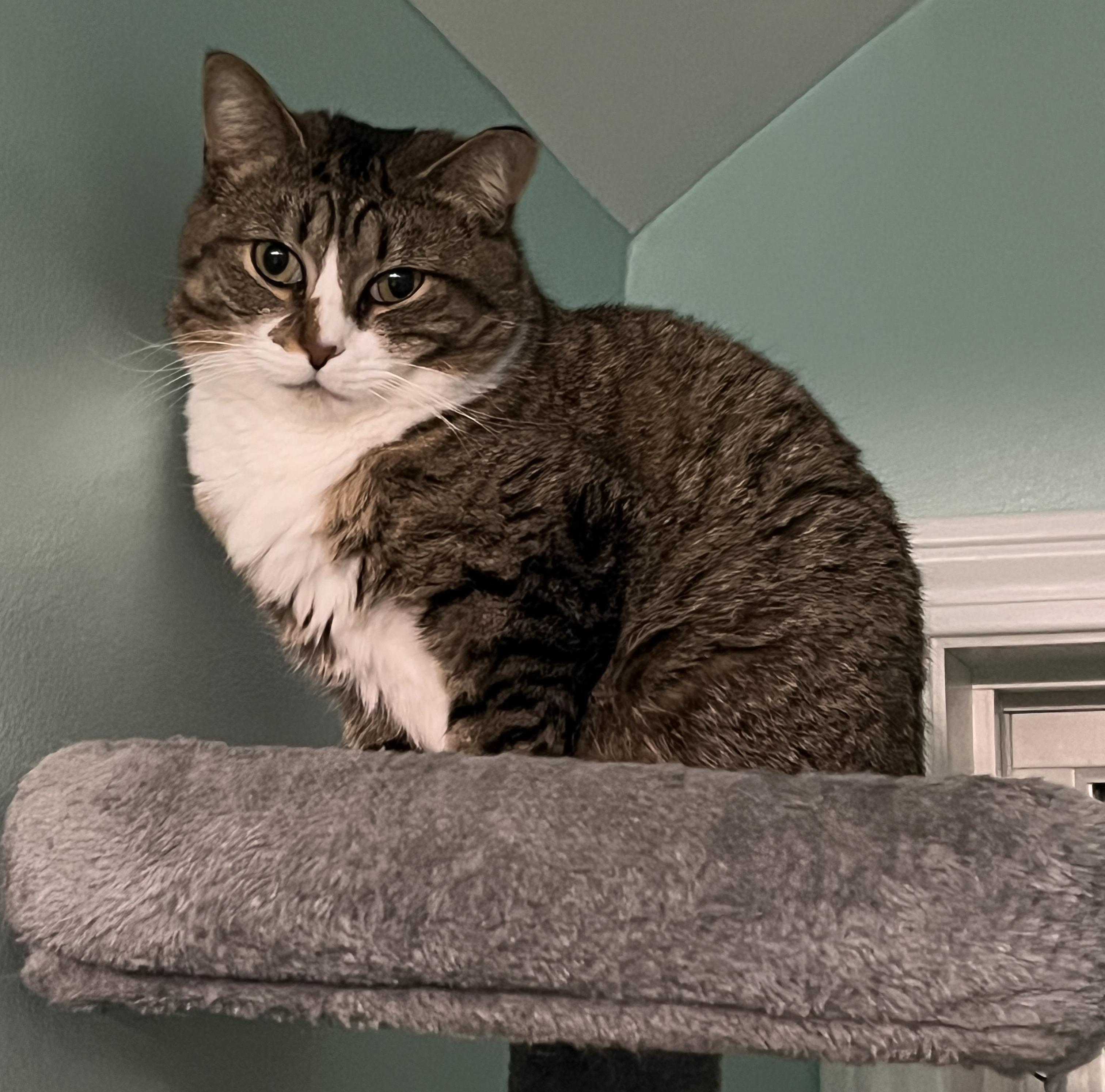 Missy, a ADOPTABLE Domestic Short Hair in Syracuse, NY image 4/4