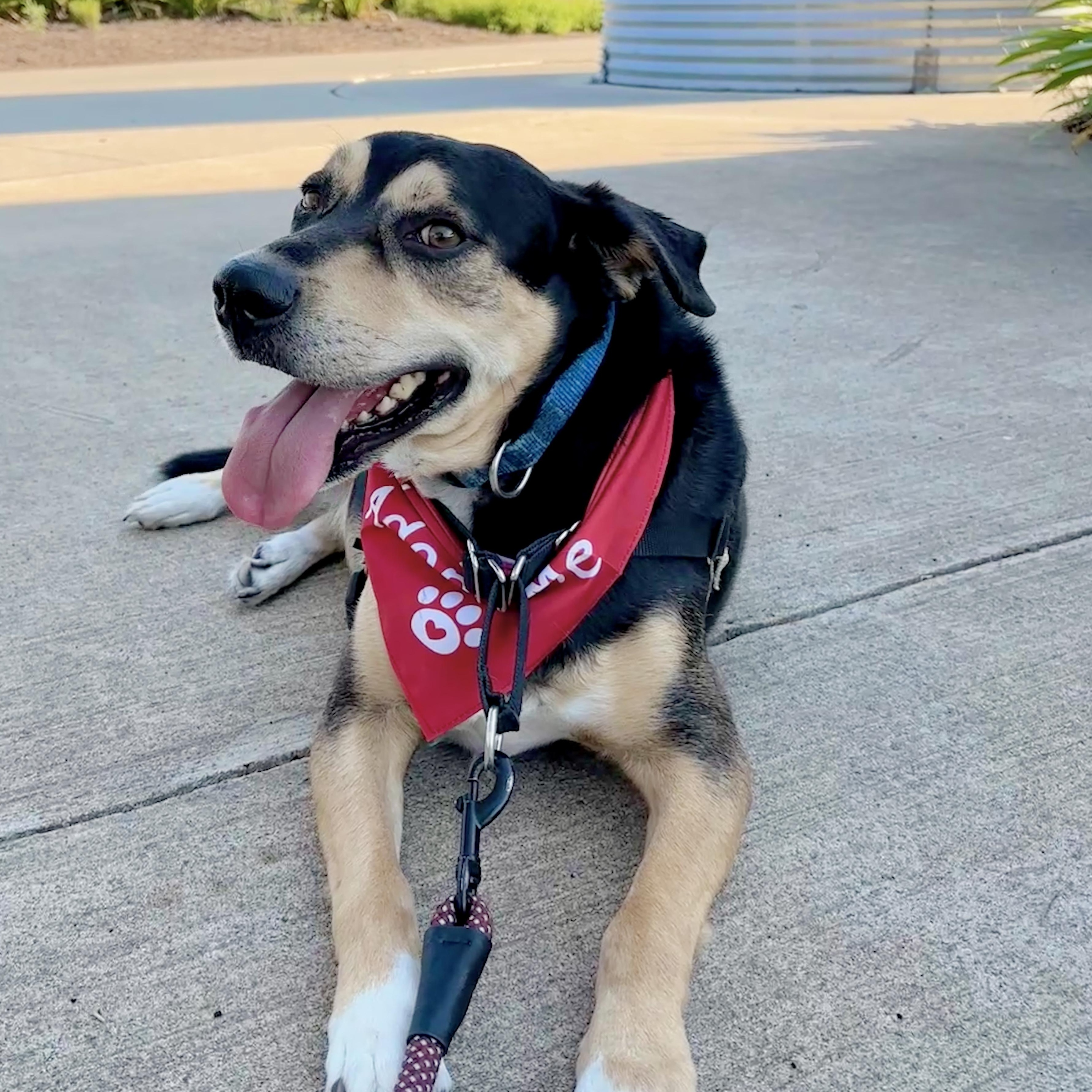 Buster Boo, Adoptable, Senior Male Shepherd.