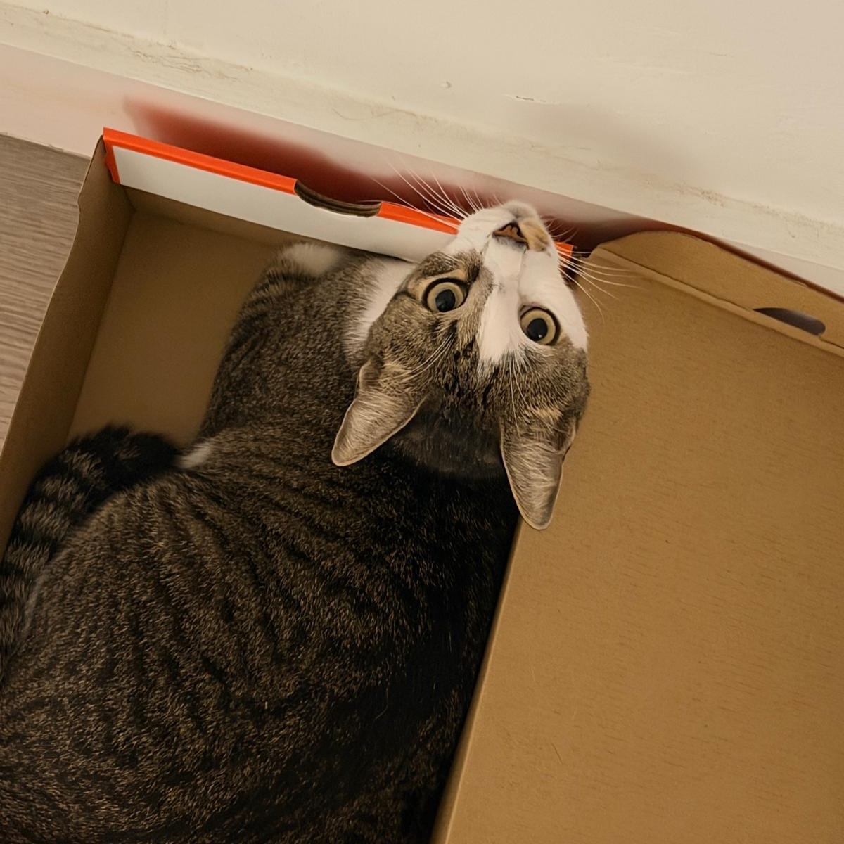 Leo, a ADOPTABLE Tabby in Boston, MA image 2/5