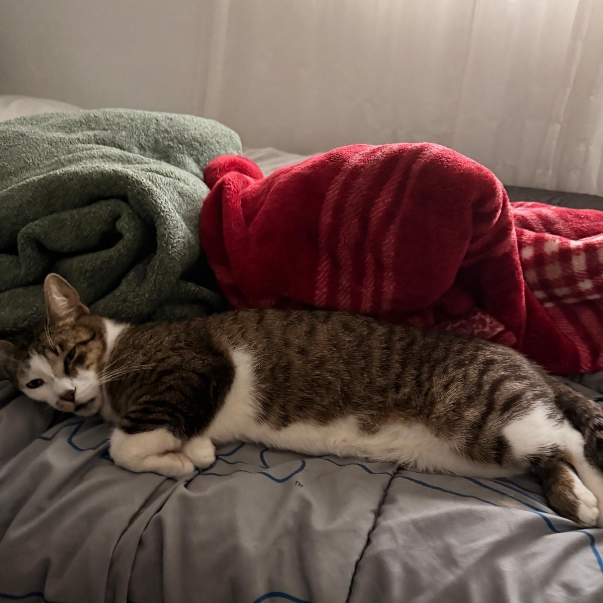 Leo, a ADOPTABLE Tabby in Boston, MA image 4/5
