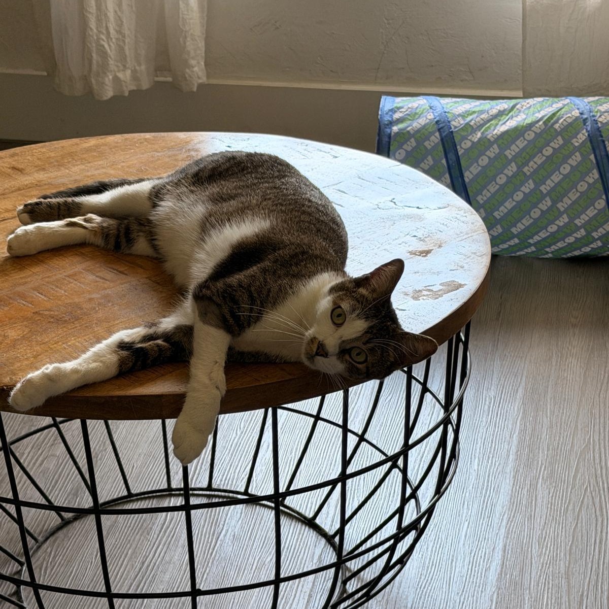 Leo, a ADOPTABLE Tabby in Boston, MA image 3/5