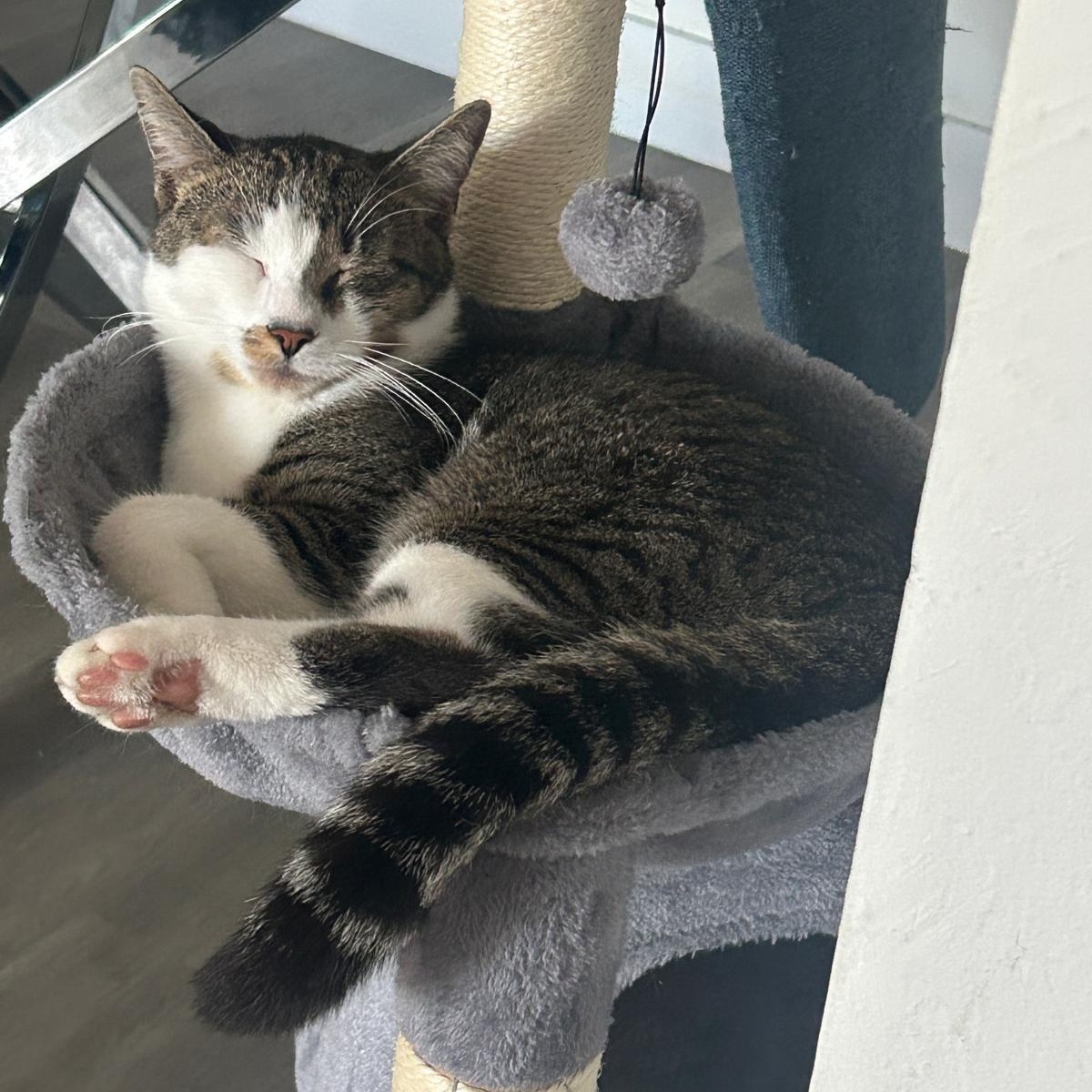 Leo, a ADOPTABLE Tabby in Boston, MA image 1/5