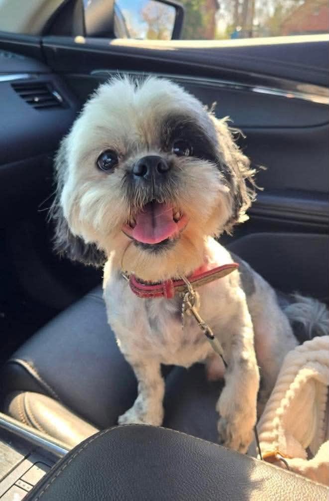 Tobee, an adopted Shih Tzu in Crown Point, IN image 4/4