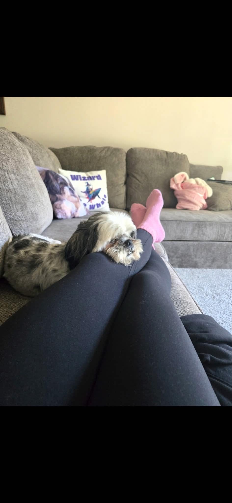 Tobee, an adopted Shih Tzu in Crown Point, IN image 2/4