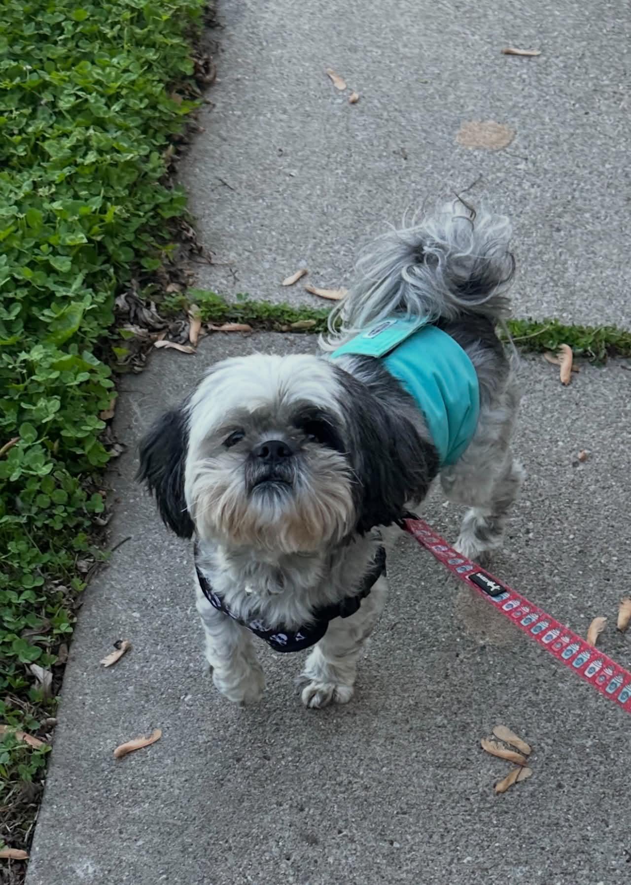 Tobee, adopted, Adult Male Shih Tzu.