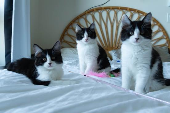 THE BANDITO LITTER: NALA, an adoptable Domestic Long Hair in Campbell River, BC, V9W 5A7 | Photo Image 2