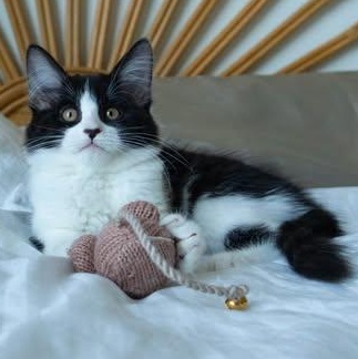 THE BANDITO LITTER: NALA, an adoptable Domestic Long Hair in Campbell River, BC, V9W 5A7 | Photo Image 1