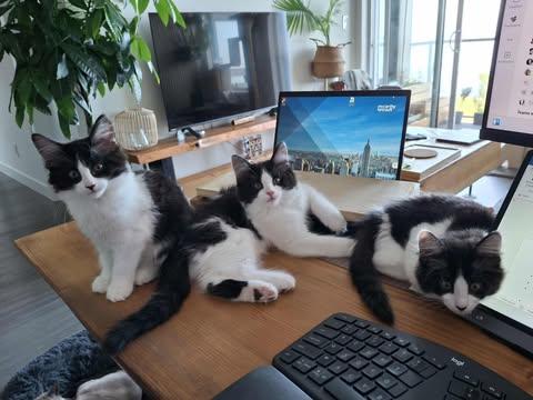 THE BANDITO LITTER: NALA, an adoptable Domestic Long Hair in Campbell River, BC, V9W 5A7 | Photo Image 3