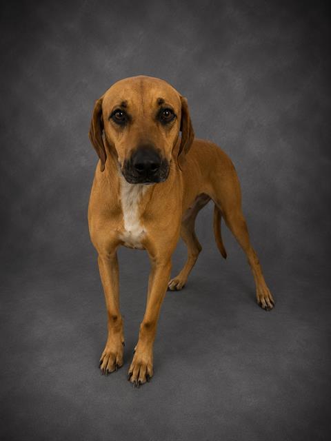 Enlarge REBA, a Adoptable Black Mouth Cur in Winter Haven, FL image 1/1