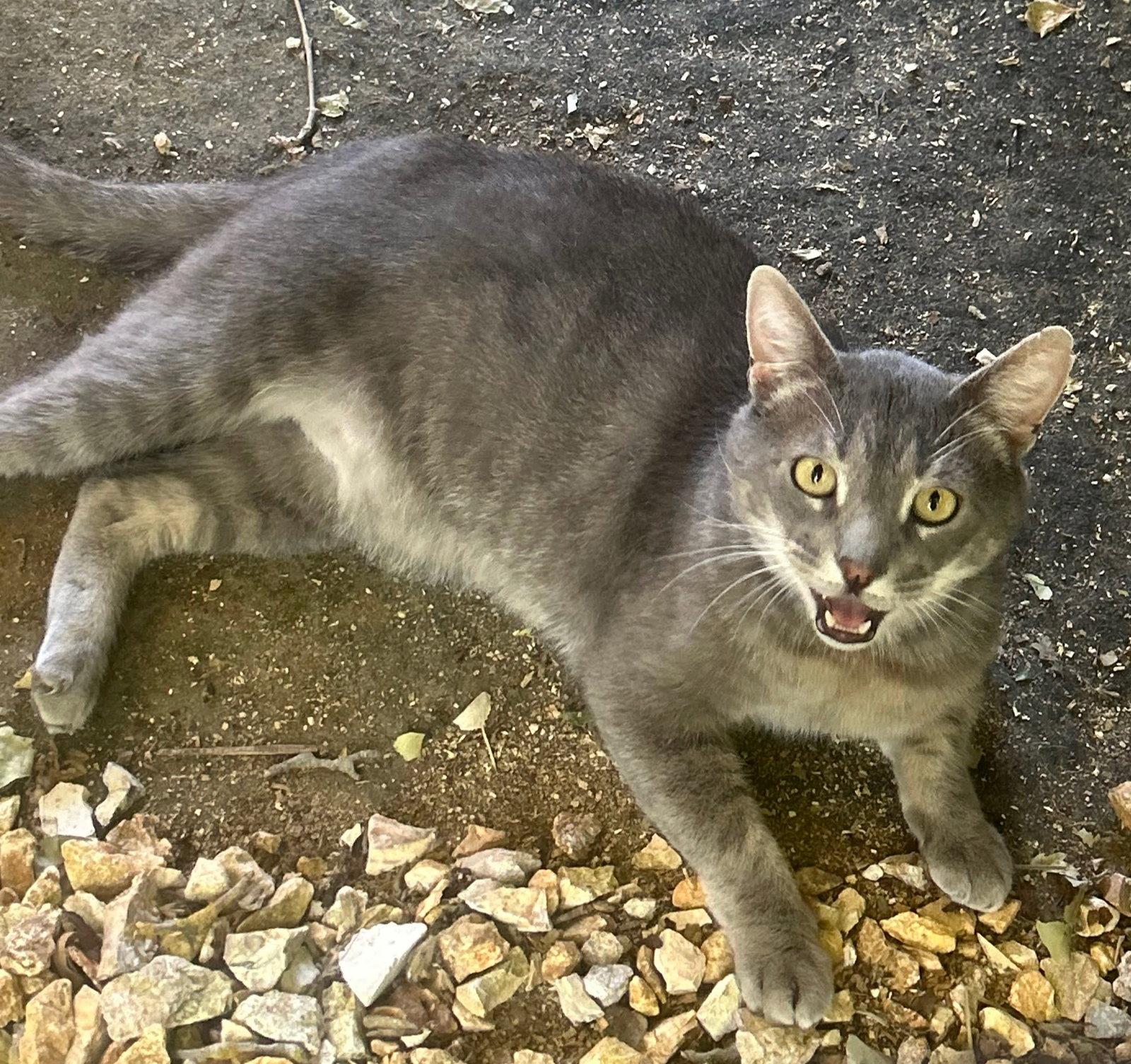 Enlarge Stanley!, a Adopted Domestic Short Hair in Woodland, CA image 1/1