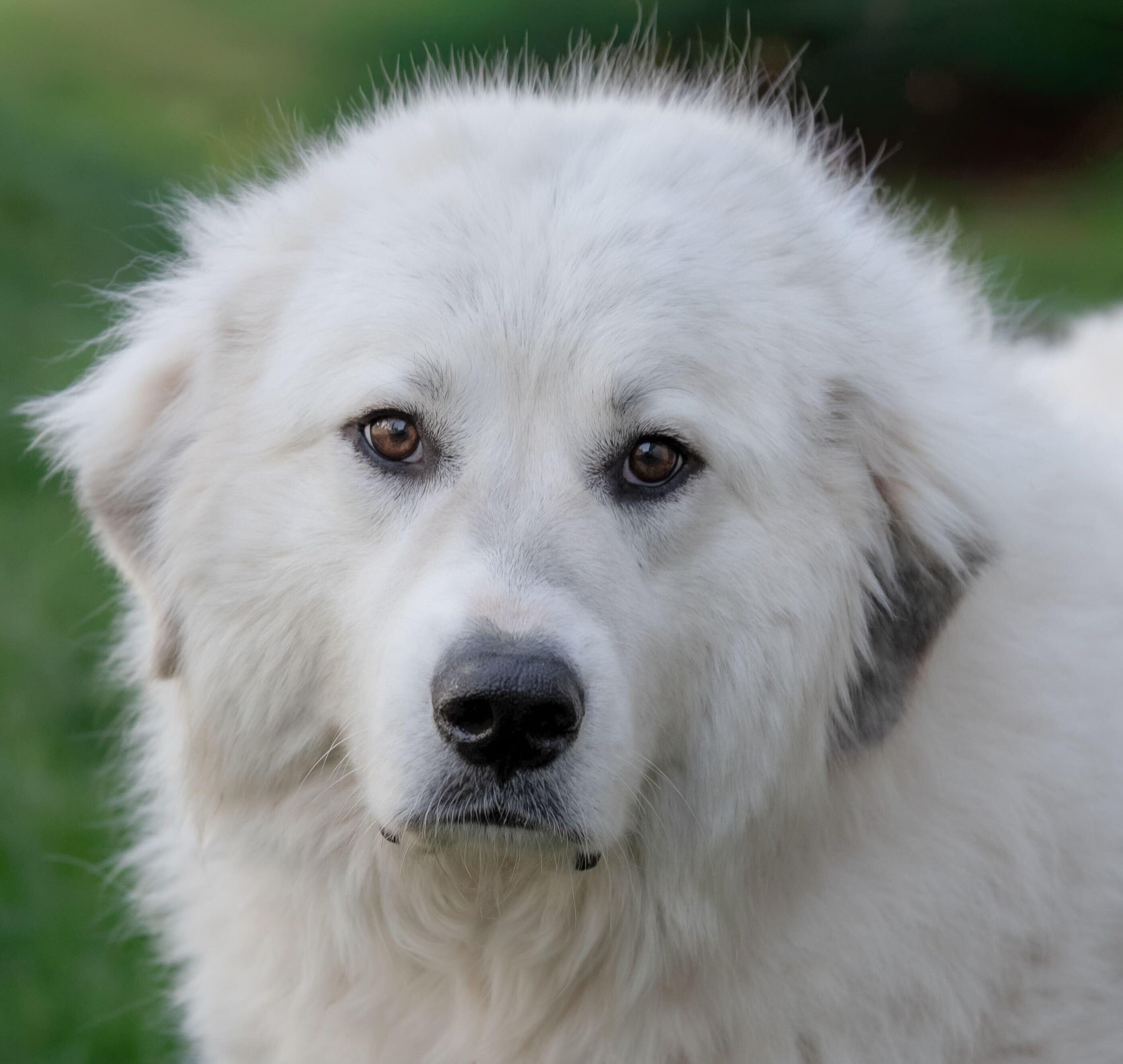 Emmie, an adopted mixed breed in Inwood, WV image 2/3