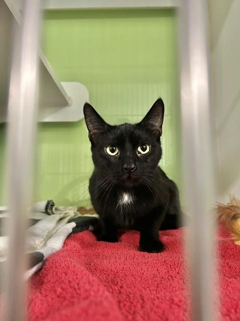 Purrfecta *@ Whisker Room Cat Cafe*, Adoptable, Adult Female Domestic Short Hair.