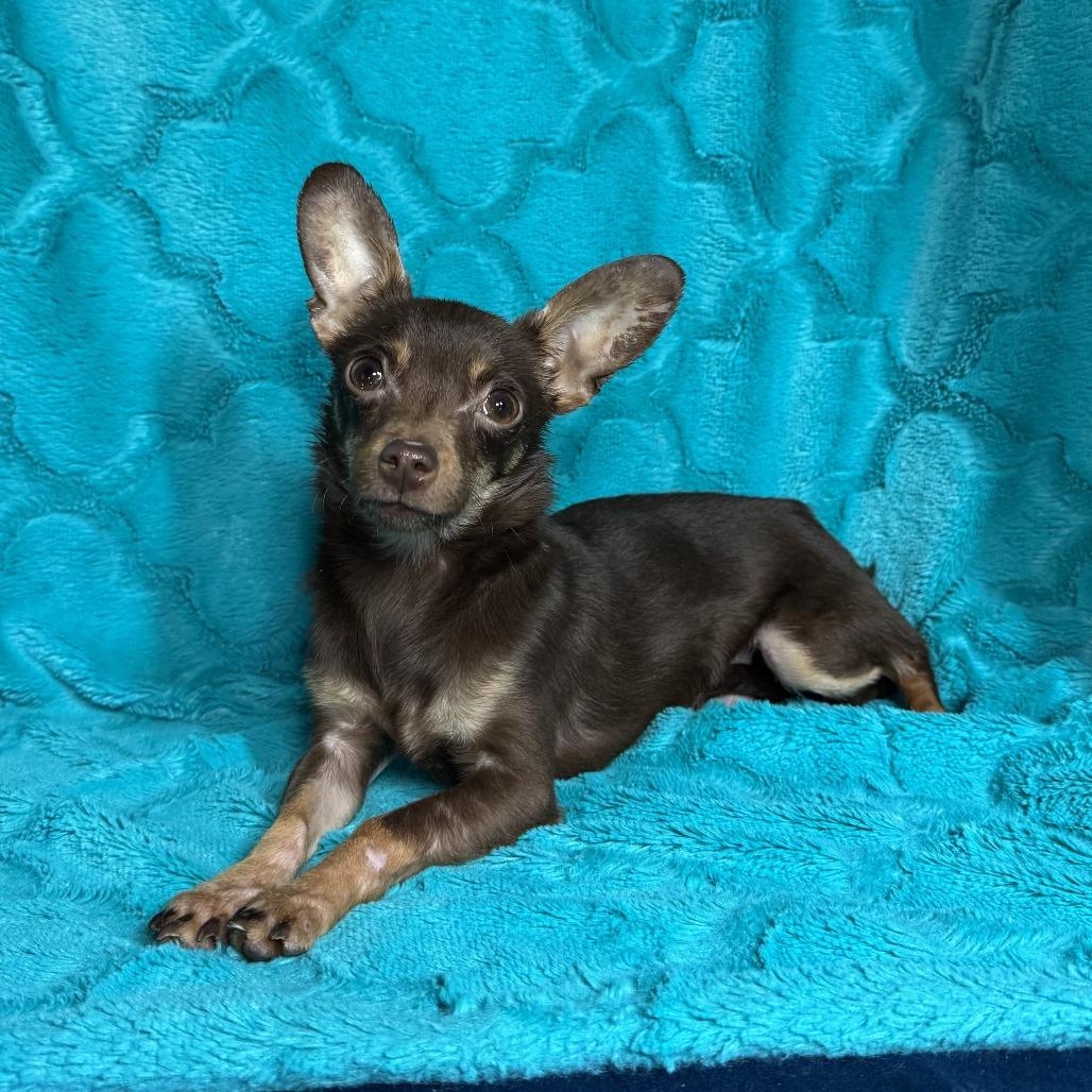 Apollo, Adoptable, Young Male Chihuahua.