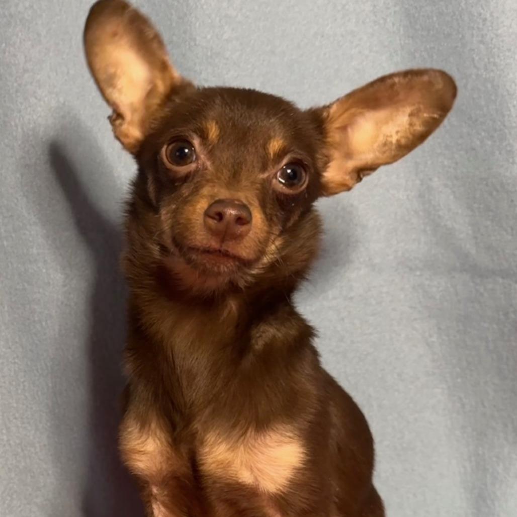 Apollo, a Adoptable Chihuahua in Las Vegas, NV image 3/3