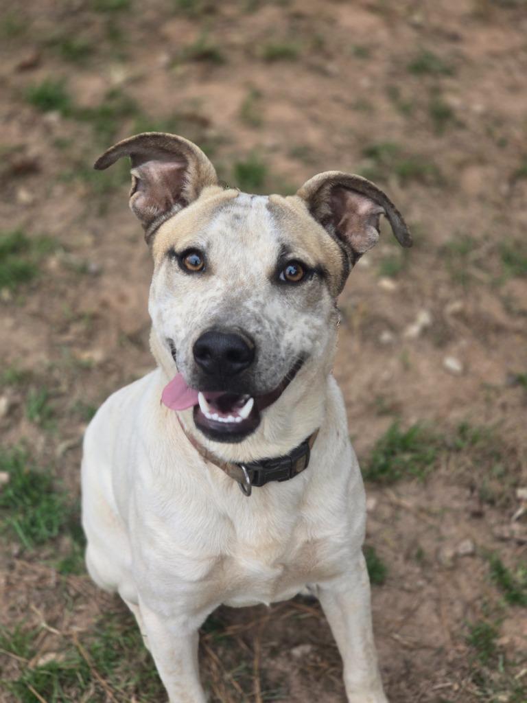 Enlarge Kurt IN FOSTER, a Adoptable Mixed Breed in Danielsville, GA image 1/3