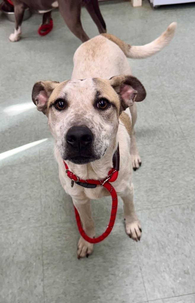 Kurt, Adoptable, Adult Male Mixed Breed.