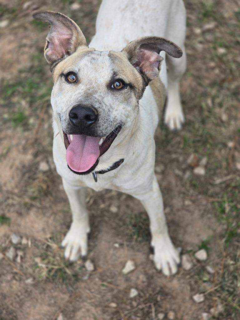 Enlarge Kurt IN FOSTER, a Adoptable Mixed Breed in Danielsville, GA image 3/3