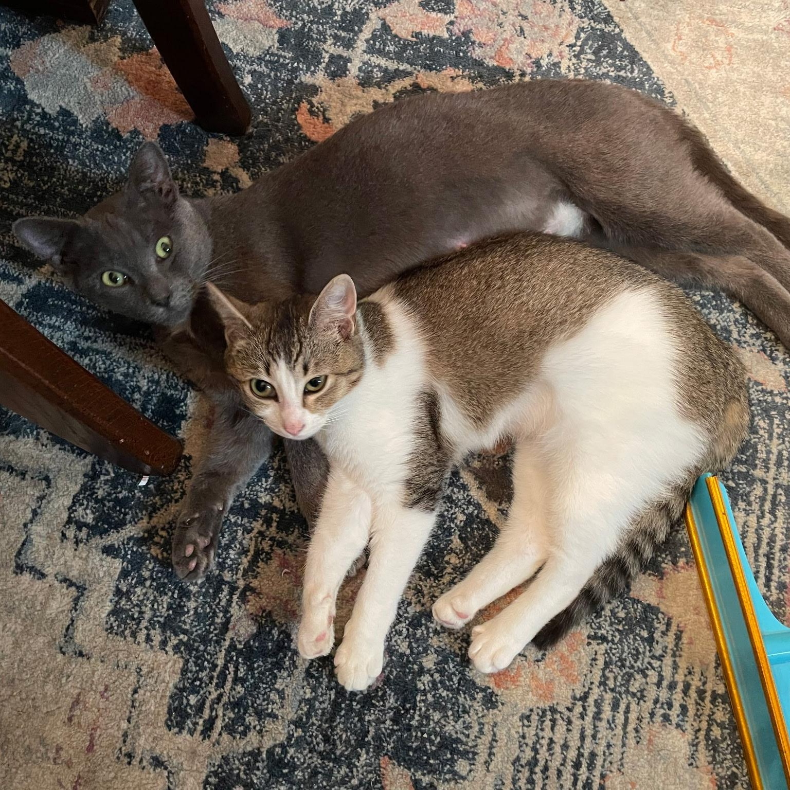 Enlarge Creedence, a ADOPTABLE Domestic Short Hair in Wilmington, NC image 2/6