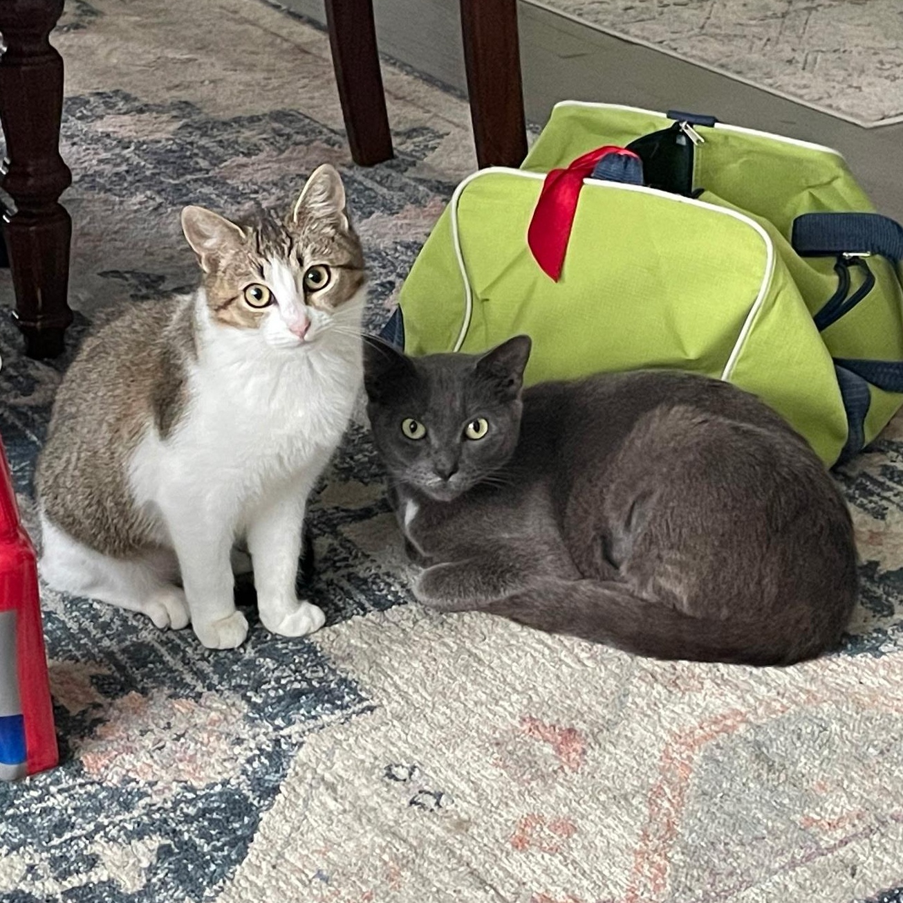 Enlarge Creedence, a ADOPTABLE Domestic Short Hair in Wilmington, NC image 4/6