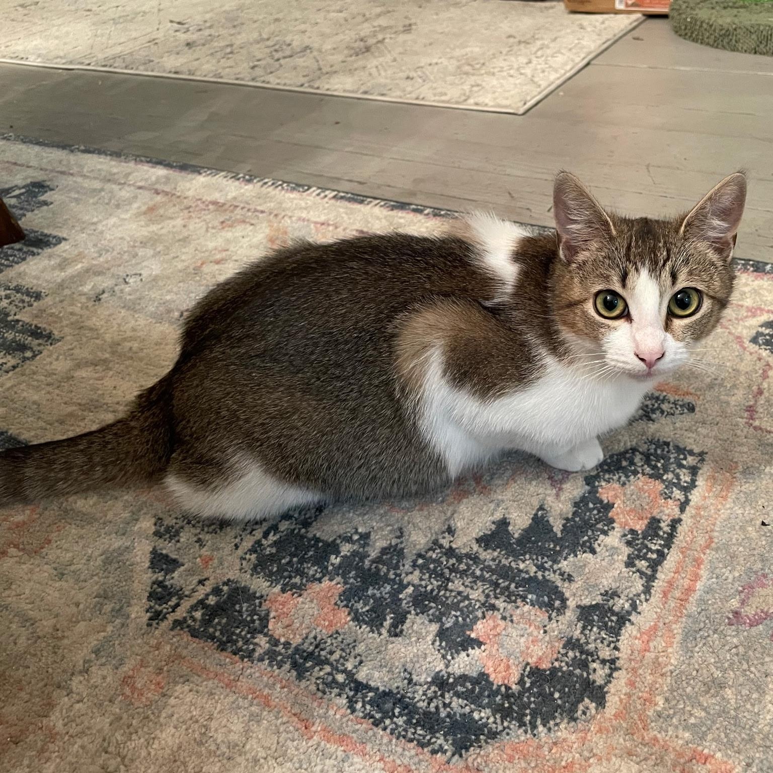 Enlarge Creedence, a ADOPTABLE Domestic Short Hair in Wilmington, NC image 3/6