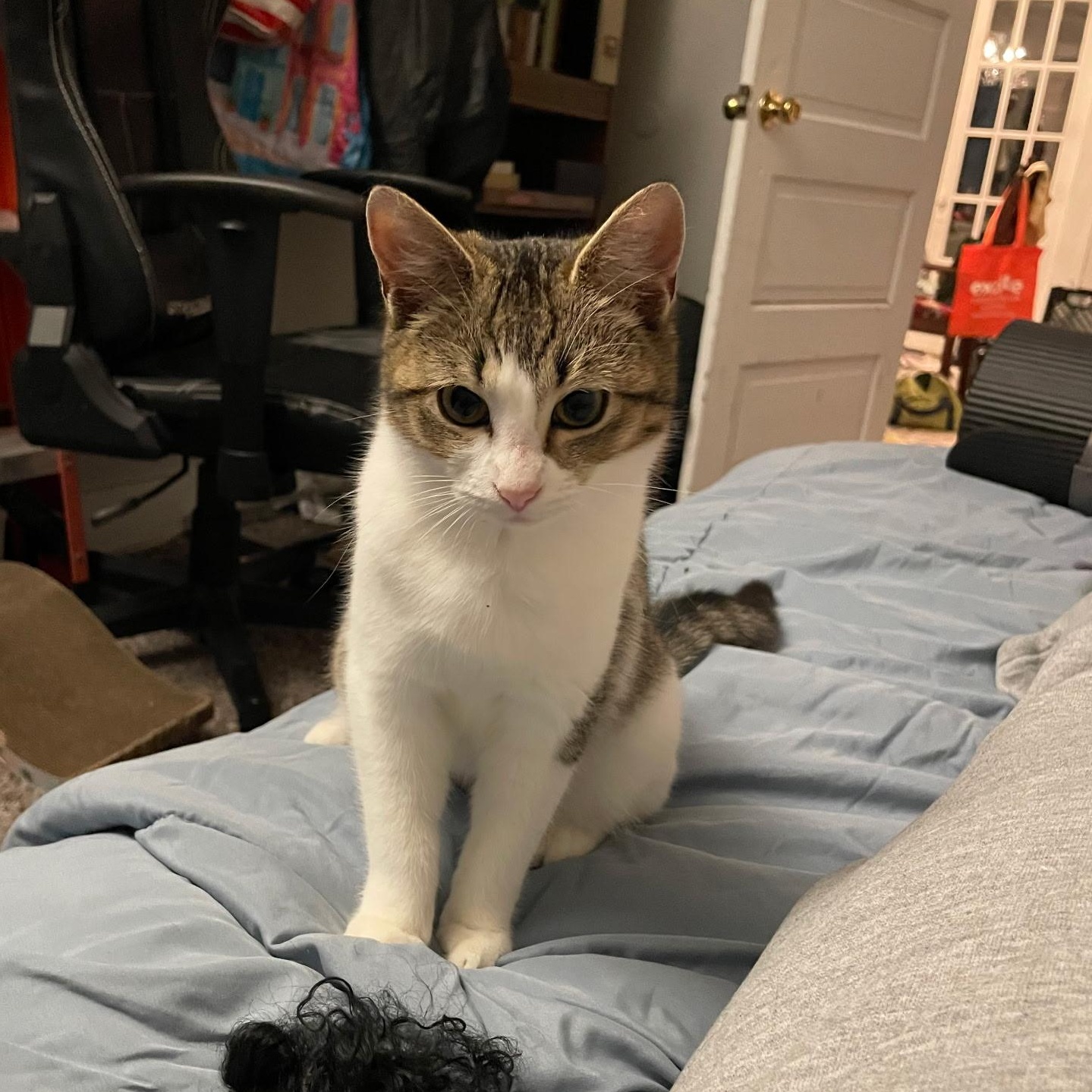 Enlarge Creedence, a ADOPTABLE Domestic Short Hair in Wilmington, NC image 1/6